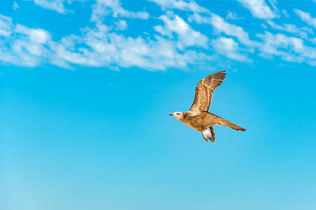 A seagull flies in the sky under the clouds.の写真素材