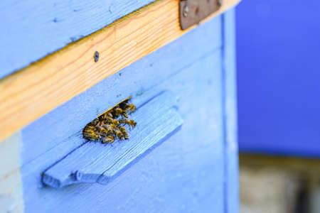 Bees on the flying board in the hive, in the apiary for the extraction of sweet honey.