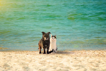A dog and a cat on the beach are sitting together on the seashore, amid the glowing sun.