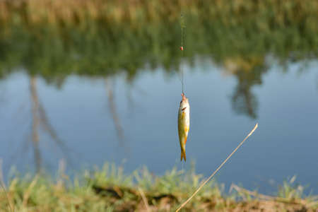A worm caught fish hanging on a fishing line.