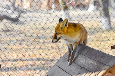 The red fox in the zoo crawls around the cage and looks around.の写真素材