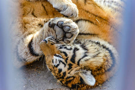 A tiger plays in a zoo lying on its back and flirts with visitors.