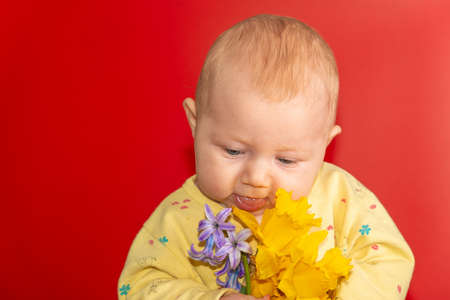 Little girl holding a bouquet of flowers from daffodils in her hands on a red background. A small child with flowers in her hands.の写真素材