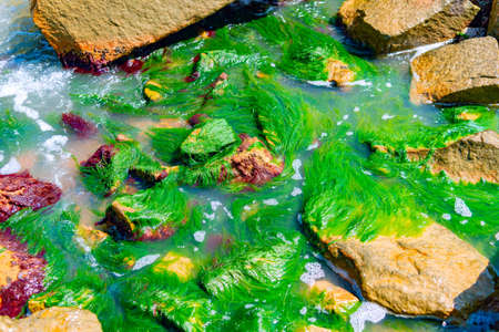 Sea green algae on the stones on the seashore.の写真素材