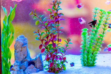 Aquarium with fish and artificial plants and algae.の写真素材