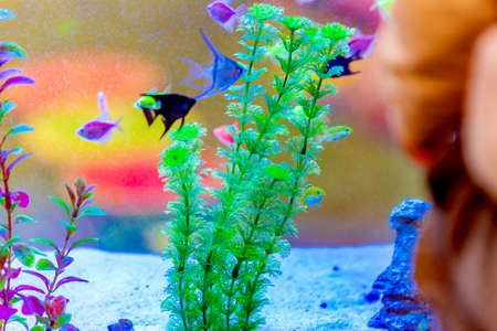 Aquarium with fish and artificial plants and algae.