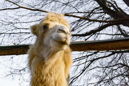 A camel in the zoo peeps out from behind a fence.の写真素材