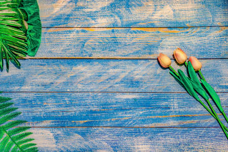 Tulips on blue boards for the holiday of March 8, copy spaceの写真素材