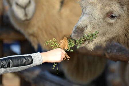 A man feeds a llama with his hands in a zooの写真素材