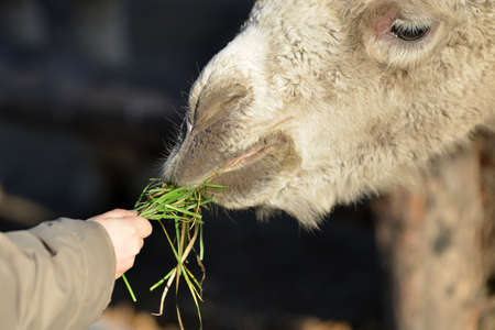 A man feeds a llama with his hands in a zooの写真素材