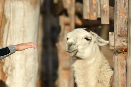 A man feeds a llama with his hands in a zooの写真素材