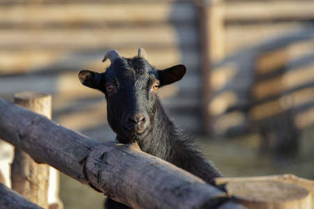 A black goat peeks out from behind a fence on a ranchの写真素材