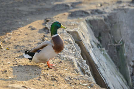 Duck walks around the yard on a ranch, close-upの写真素材