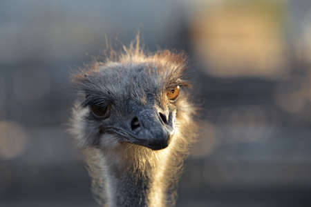 Ostrich grazes on a ranch, closeup portrait of an ostrichの写真素材