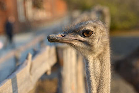 Ostrich grazes on a ranch, closeup portrait of an ostrichの写真素材