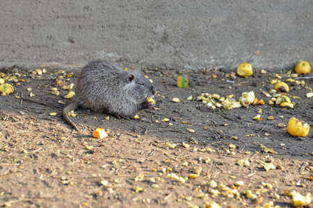 Nutria at the zoo eating food lying on the ground
