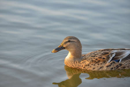 Duck swims in a pond in the evening in search and extraction of foodの写真素材