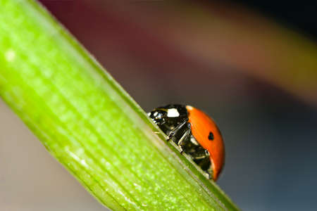 Ladybug crawls up the stem on a dark background.