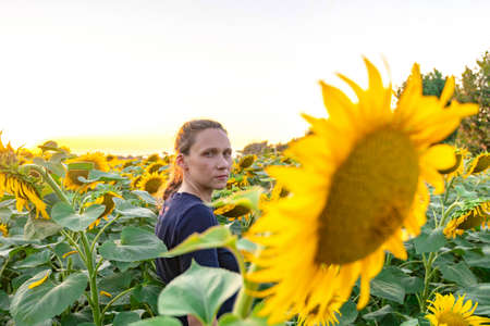 A girl among sunflowers in a field on a summer evening.の写真素材