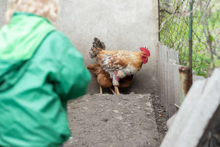 A little girl in a green jacket feeds grain to chickens in a chicken coopの写真素材