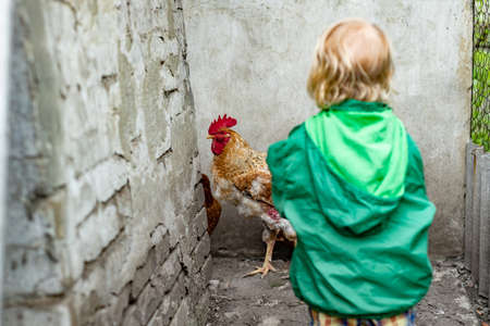 A child in a green jacket in a hen house holds grain for feeding the birdsの写真素材