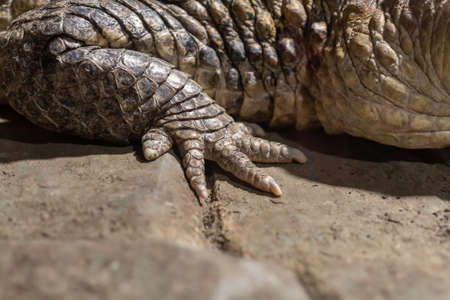 Front paw of a crocodile close-up.の写真素材