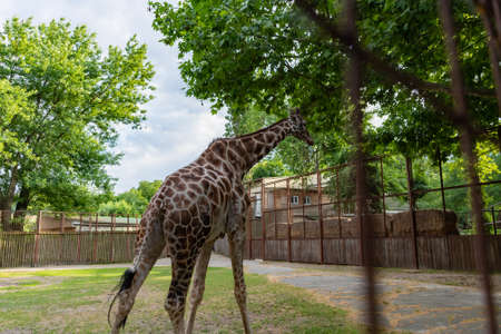 A giraffe in a zoo walks around the cage and looks around.の写真素材