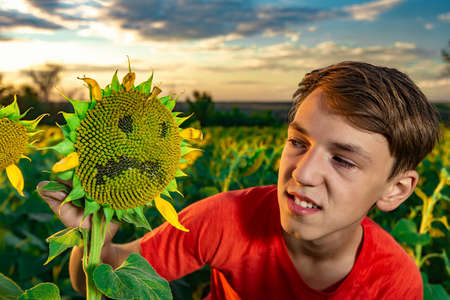 Angry boy and angry sunflower among the field of sunflowers.の写真素材