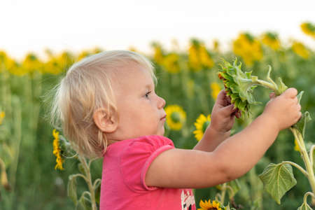 A little girl among a field of sunflowers pulls out leaves from a small sunflower.の写真素材