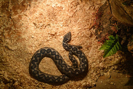 Decorative snakes in the aquarium at the zoo bask in the sun.の写真素材