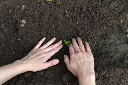 A woman is planting tomato seedlings in the ground in a greenhouse.の写真素材