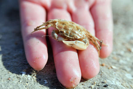 Small crab in the hand of a man on a rocky surface.の写真素材