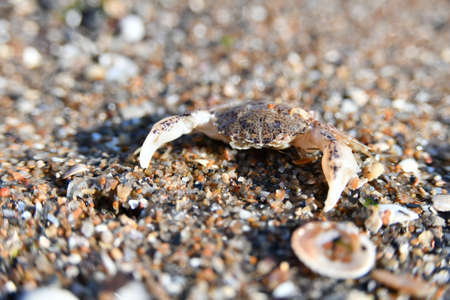 A small crab is basking in the sand under the hot summer sun.の写真素材