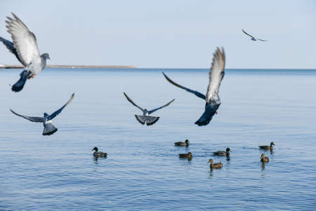 Seagulls fly over water in search of food and sustenance.