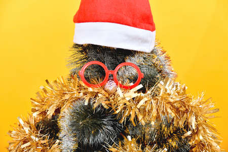 A Christmas tree with a red cap on top of its head wearing red glasses and a toy instead of a nose.の写真素材