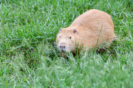 A beaver in the green grass is chasing prey for food.の写真素材