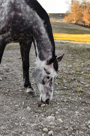 The horse grazes in the meadows and looks for food.の写真素材