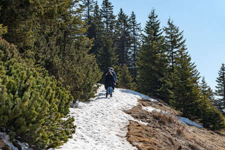 A group of tourists climbs a snowy path to the mountains among the green fir trees.の写真素材