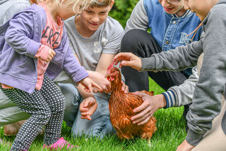The children caught the chicken and hold it in their hands on the green grass.の写真素材