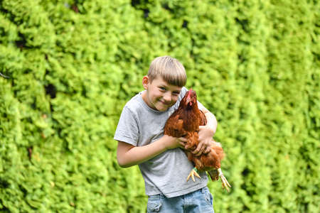 A boy with a chicken in his hands against the backdrop of green coniferous trees.の写真素材