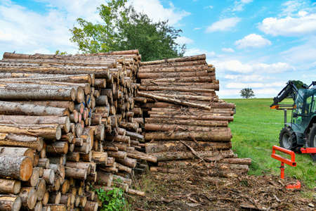 Logs in a warehouse at a sawmill for chopping and sawing for firewood.