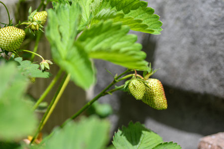 A young green strawberry grows on a beautiful bush in the ground.の写真素材