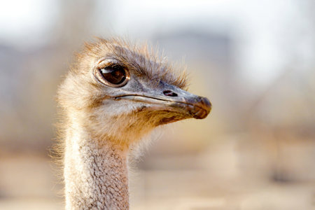 Ostrich head on a long neck, closeup side view.