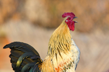 A rooster stands with an open beak.