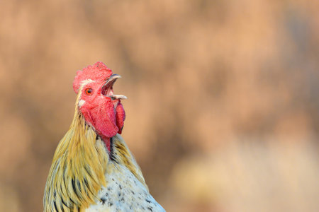 A rooster crows with an open beak.の写真素材