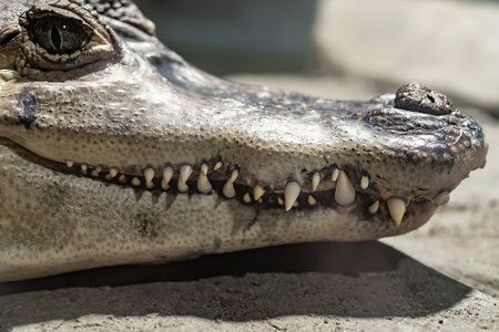 Crocodile teeth close up.