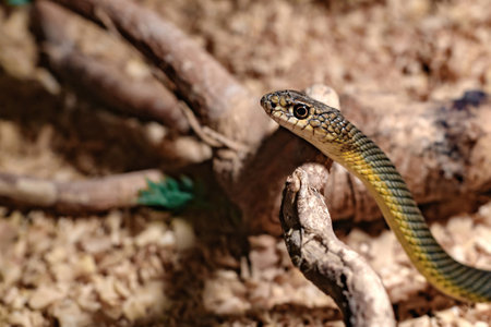 The snake in the bushes stretched out its neck and looks forward in the aquarium at the zoo.