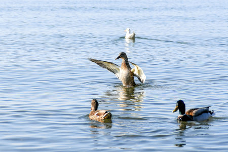 A wild drake on the water spread its wings among the other ducks.の写真素材