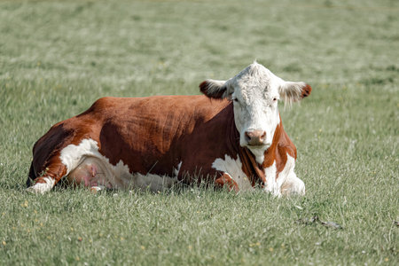 A herd of cows grazes in a meadow and eats green grass. Pets.の写真素材
