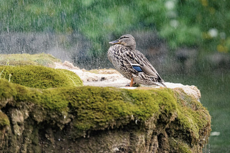 A wild duck stands on the shore in the rain. Birds and animals.の写真素材